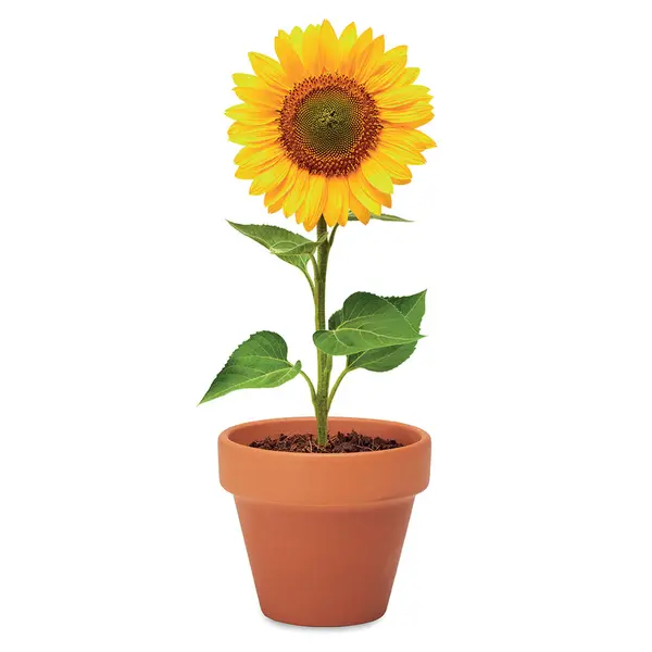 242485-EC Tegla Sunflower terakota sa sjemenom suncokreta