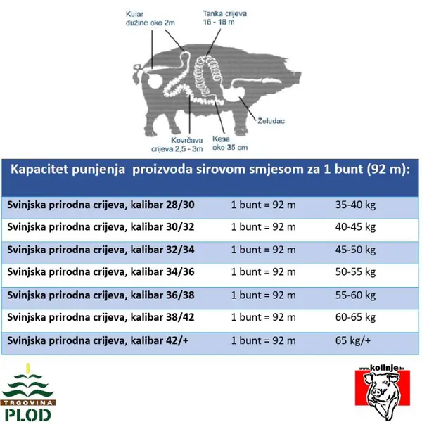 SVINJSKI KULAR - GUŽNJAK 0,65  m - 10 KOM