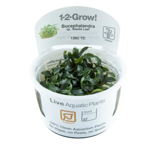 Biljka Bucephalandra "Needle leaf" Tropica