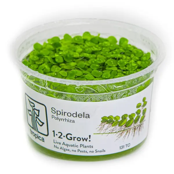 TC131 Biljka Spirodela polyrrhiza in vitro Tropica