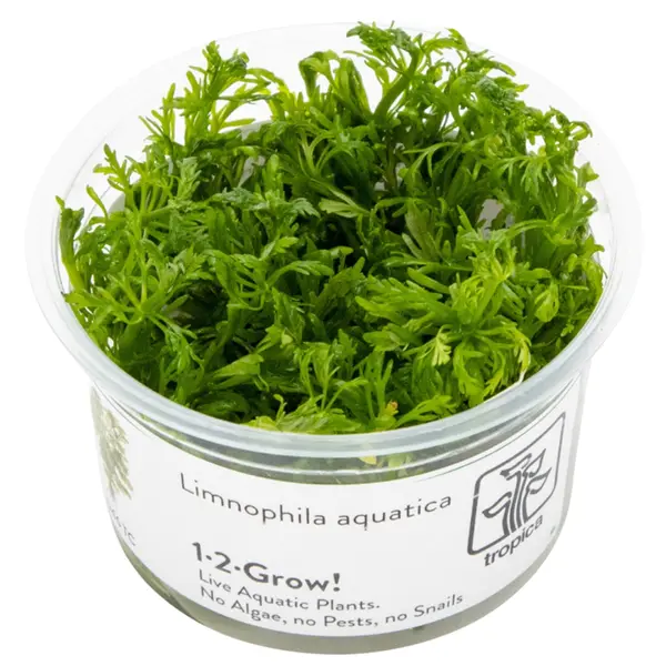 TC046 Biljka Limnophila aquatica in vitro