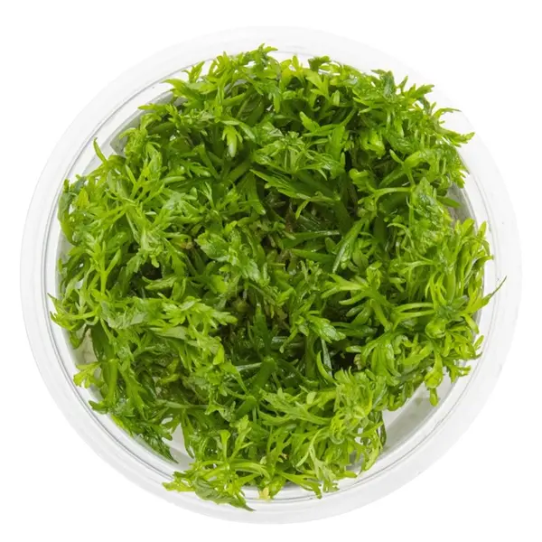 TC046 Biljka Limnophila aquatica in vitro