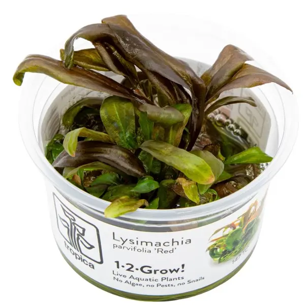 TC147 Biljka Lysimachia parvifolia in vitro