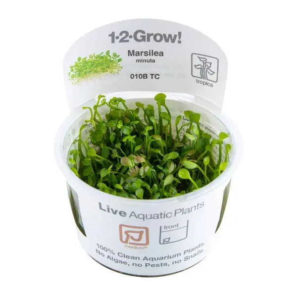 Biljka Marsilea minuta Tropica