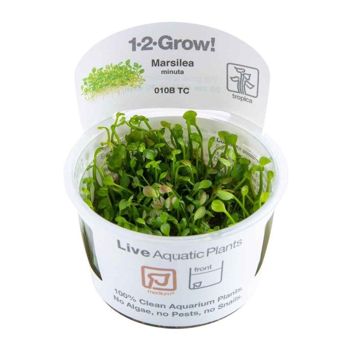 Biljka Marsilea minuta Tropica