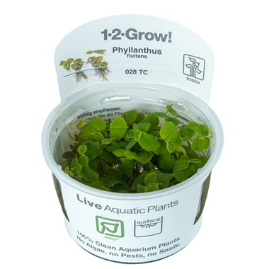 TC028 Biljka Phyllanthus fluitans Tropica