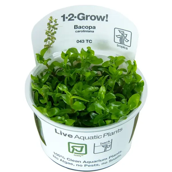 TC043 Biljka Bacopa caroliniana in vitro Tropica