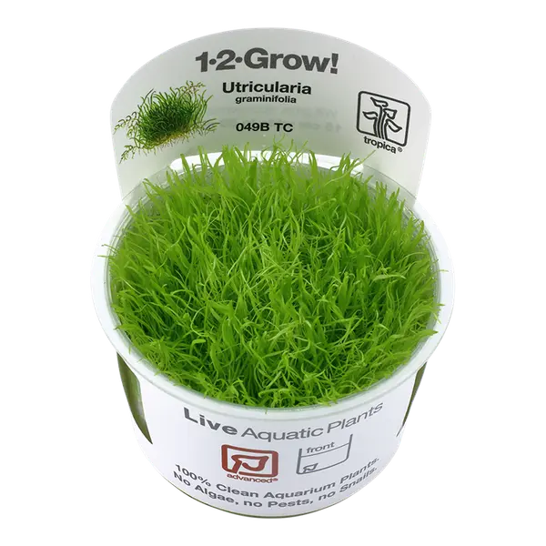 TC049B Biljka Utricularia graminifolia Tropica