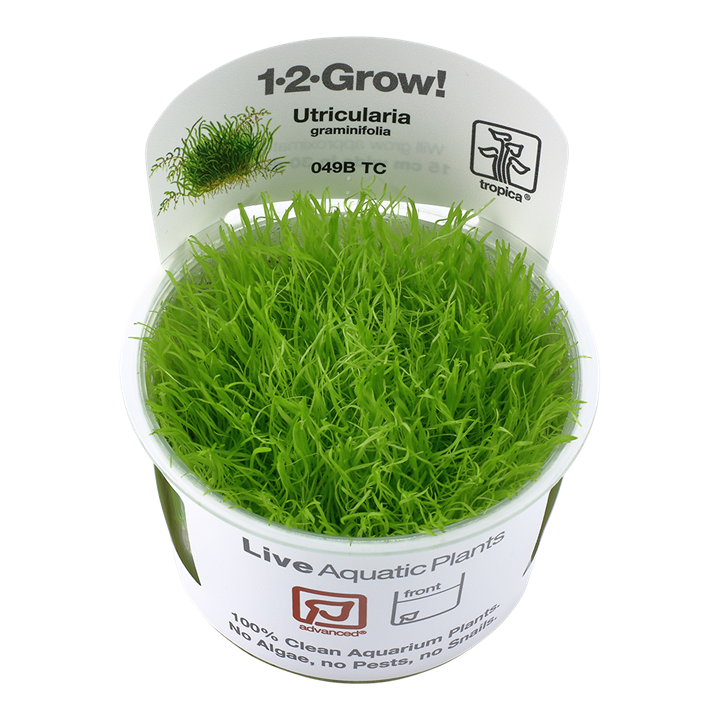 TC049B Biljka Utricularia graminifolia Tropica