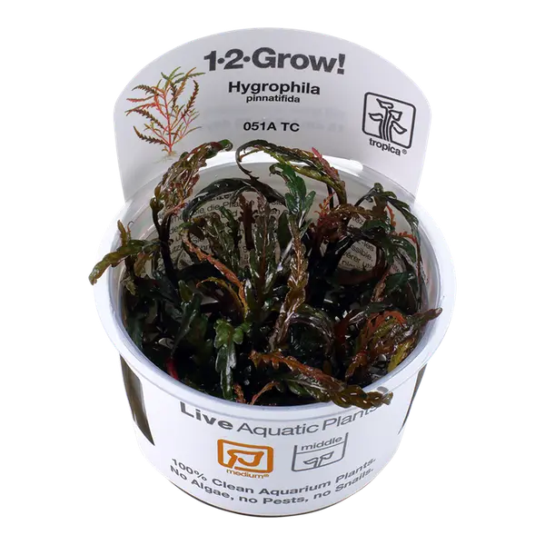 TC051A Biljka Hygrophila pinnatifida Tropica