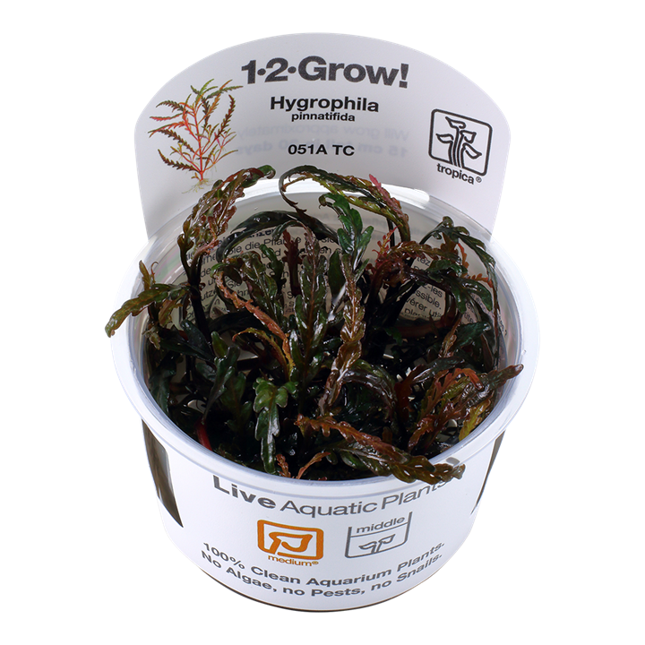 TC051A Biljka Hygrophila pinnatifida Tropica
