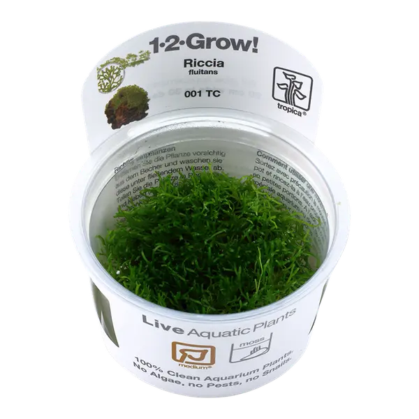 TC001 Biljka Riccia fluitans Tropica