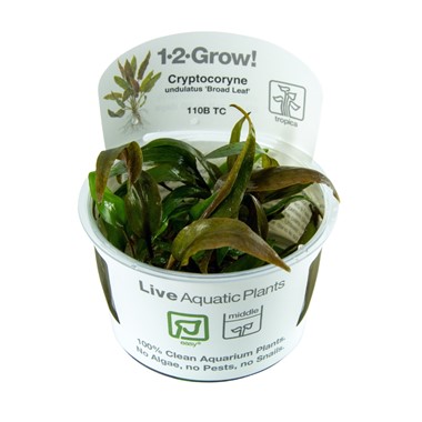 Biljka Cryptocoryne undulata "Broad leaf" in vitro  Tropica