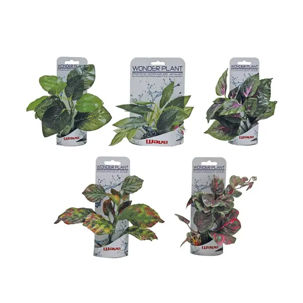 Wonder plant