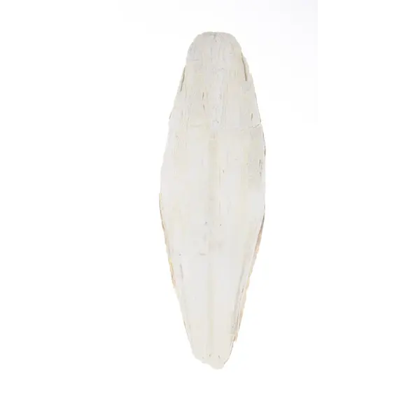 Sipina kost 1 kom 17-20cm Tatrapet