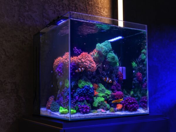 Aquaforest Nano tank 45x45x45 cm