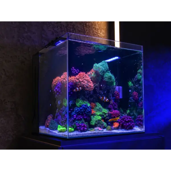 Aquaforest Nano tank 45x45x45 cm